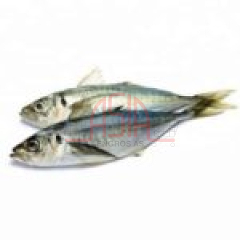 FROZEN Steamed Indian Mackerel 50x200g